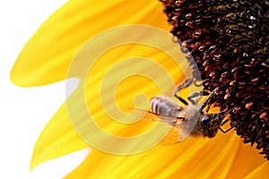 Western honey bee Apis Mellifera climbing on sunflower (Helianthus Annuus)