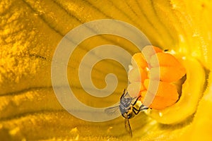 Western Honey Bee Apis mellifera collecting pollen from big beautiful yellow flower of zucchini, closeup copy space macro