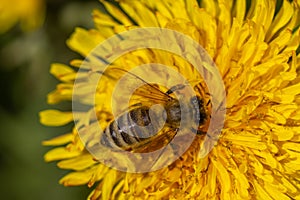 Western honey bee Apis mellifera on a dandelion