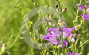 Western Honey Bee, Apis mellifera