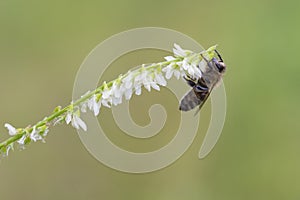 Western honey bee, Apis mellifera