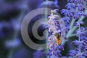 Western honey bee, Apis mellifera, on Russian Sage, Perovskia atriplicifolia