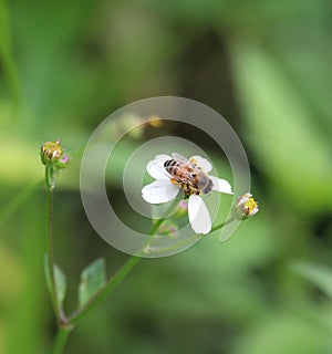 Western honey bee collecting nectar