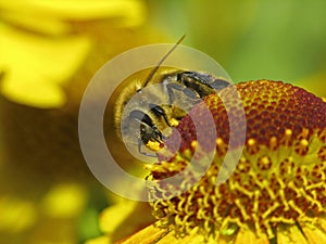 Western honey bee, European honey bee photo