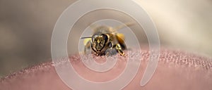 Western honey bee or European honey bee