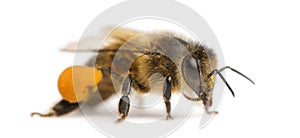 Western honey bee or European honey bee, Apis