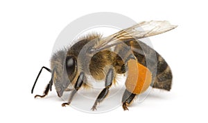 Western honey bee or European honey bee, Apis