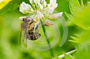 The western honey bee or European honey bee - Apis mellifera.