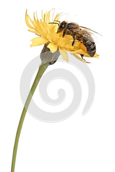 Western honey bee or European honey bee, Apis mellifera