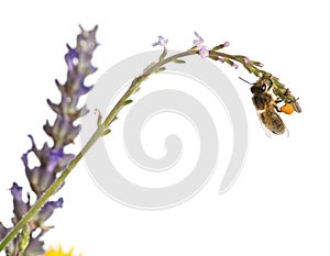 Western honey bee or European honey bee, Apis mellifera