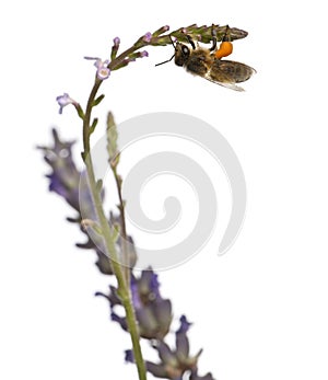 Western honey bee or European honey bee, Apis mellifera