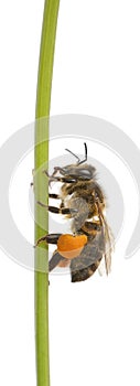 Western honey bee or European honey bee, Apis mellifera