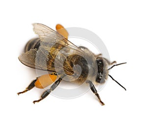 Western honey bee or European honey bee, Apis mellifera, carrying pollen