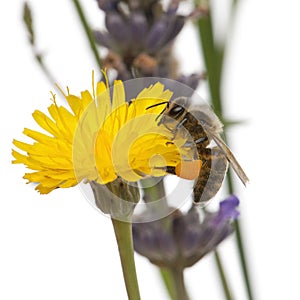 Western honey bee or European honey bee, Apis mellifera, carrying pollen