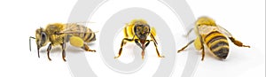 western honey bee or European honey bee - Apis mellifera - closeup 3 views showing pollen basket, corbicula or scopae on the tibia