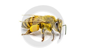 western honey bee or European honey bee - Apis mellifera - closeup side front view showing pollen basket, corbicula or scopae on