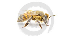 western honey bee or European honey bee - Apis mellifera - closeup side profile view isolated on white background