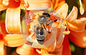 A western honey bee or European honey bee (Apis mellifera) is polinizing and collecting nectar from a pyrostegia venusta