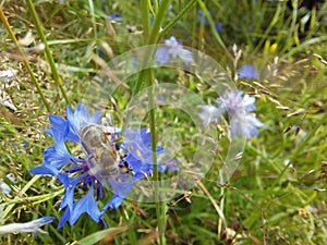 Western honey bee or European honey bee Apis mellifera sitting on blue flower in a field