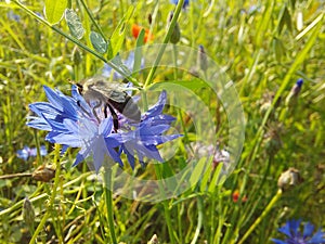 Western honey bee or European honey bee Apis mellifera sitting on blue flower in a field