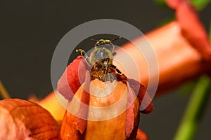 Western honey bee or European honey bee Apis mellifera on Trumpet Vine Flower