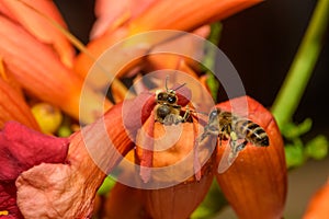 Western honey bee or European honey bee Apis mellifera on Trumpet Vine Flower