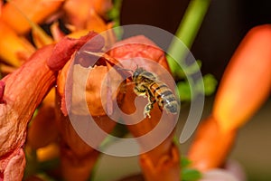 Western honey bee or European honey bee Apis mellifera on Trumpet Vine Flower