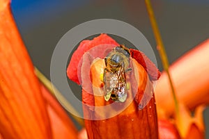 Western honey bee or European honey bee Apis mellifera on Trumpet Vine Flower