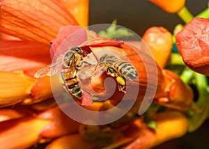 Western honey bee or European honey bee Apis mellifera on Trumpet Vine Flower