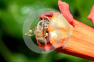 Western honey bee or European honey bee Apis mellifera on Trumpet Vine Flower