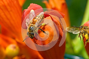 Western honey bee or European honey bee Apis mellifera on Trumpet Vine Flower