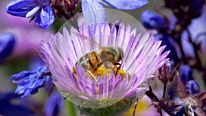 Western Honey Bee or European Honey Bee on flower. Her Latin name is Apis mellifera