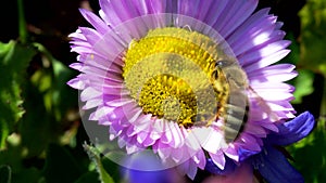 Western Honey Bee or European Honey Bee on flower. Her Latin name is Apis mellifera