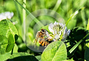 Western honey bee on a flower - apis mellifera, apidae, Hymenoptera, insecta