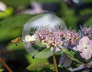 Western honey bee in garden