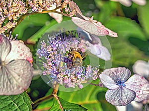 Western honey bee in garden