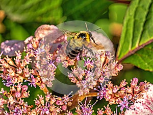 Western honey bee in garden