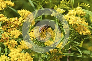 Western Honey Bee on Goldenrod 814561
