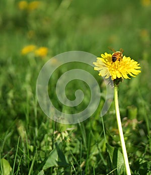 Western Honey Bee Pollinating Lone Dandelion