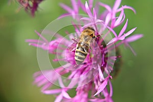 A Western honey bee pollinating red clover in Slovakia grassland