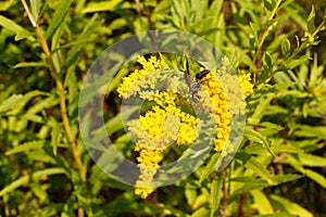 Western Honeybee, Bumblebees, Arthropod family, honey bees save some pollen/nectar for me