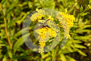 Western Honeybee, Bumblebees, Arthropod family, honey bees save some pollen/nectar for me