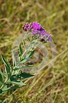 Western ironweed Kansas wildflower