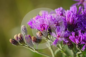 Western Ironweed wildflower