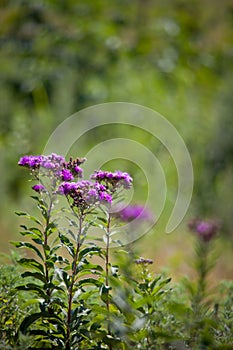 Western Ironweed