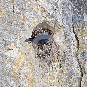 Western Jackdaw, bird