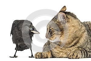 Western Jackdaw and cat looking at each other, isolated photo