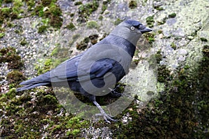 The western jackdaw, Coloeus monedula