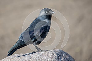 Western Jackdaw, Coloeus monedula