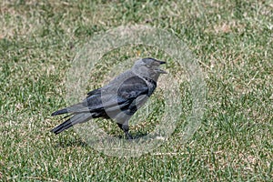 The western jackdaw Corvus monedula on the green grass